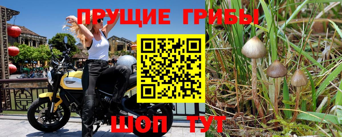 Галлюциногенные грибы GOLDEN TEACHER Йошкар-Ола